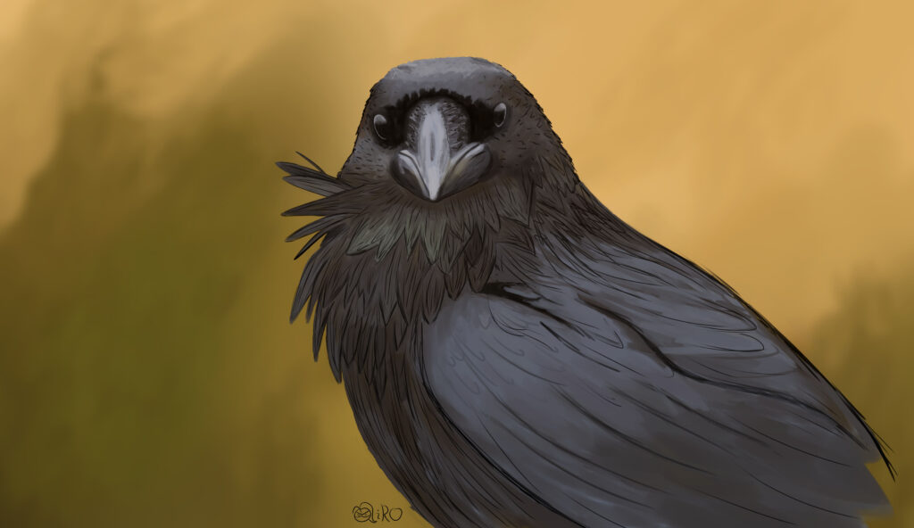 Portfolio drawing